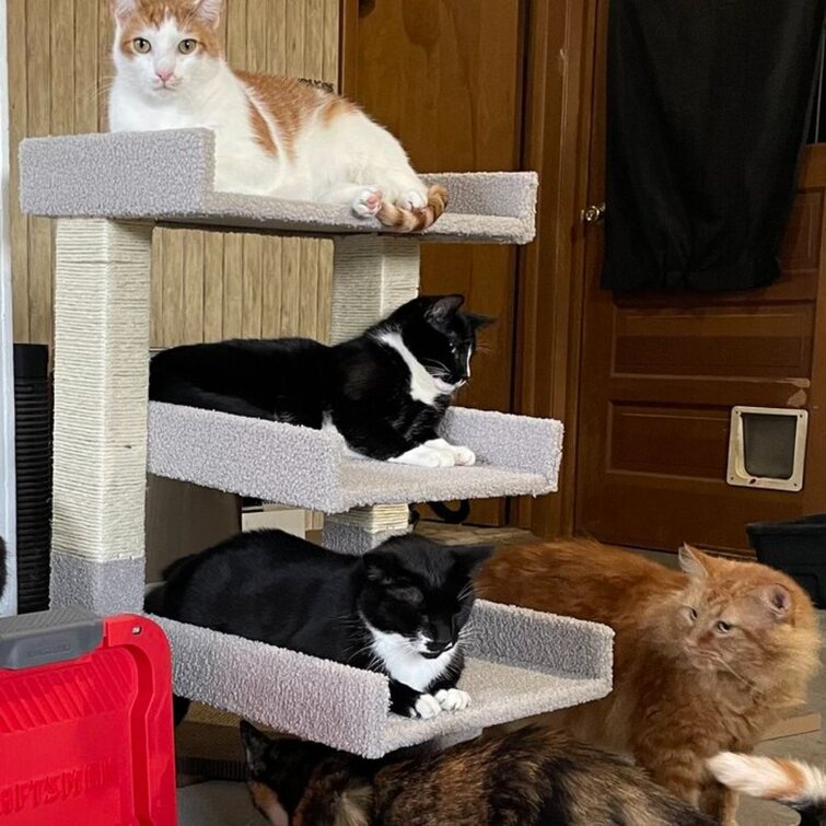 Best cat hotsell play tower